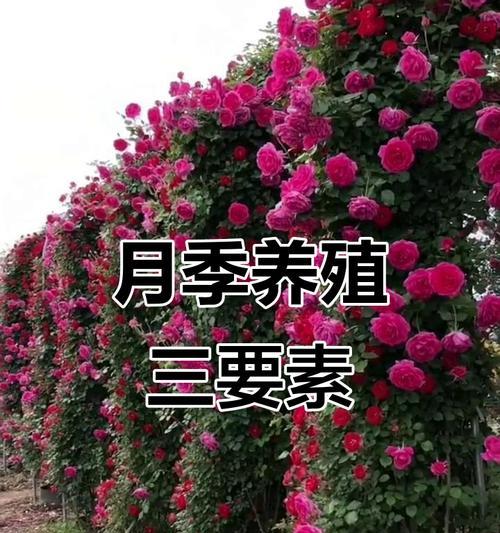 月季树开花期养护要点有哪些？