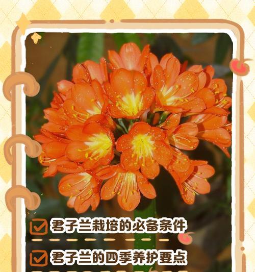 君子兰降压效果如何？正确的养护方法是什么？