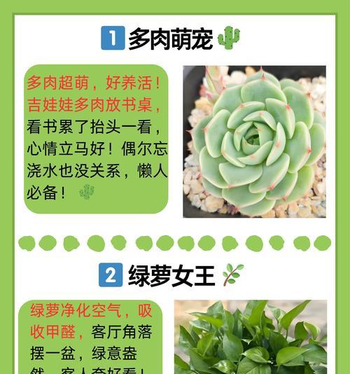 北方室内盆景绿植养护要点是什么？