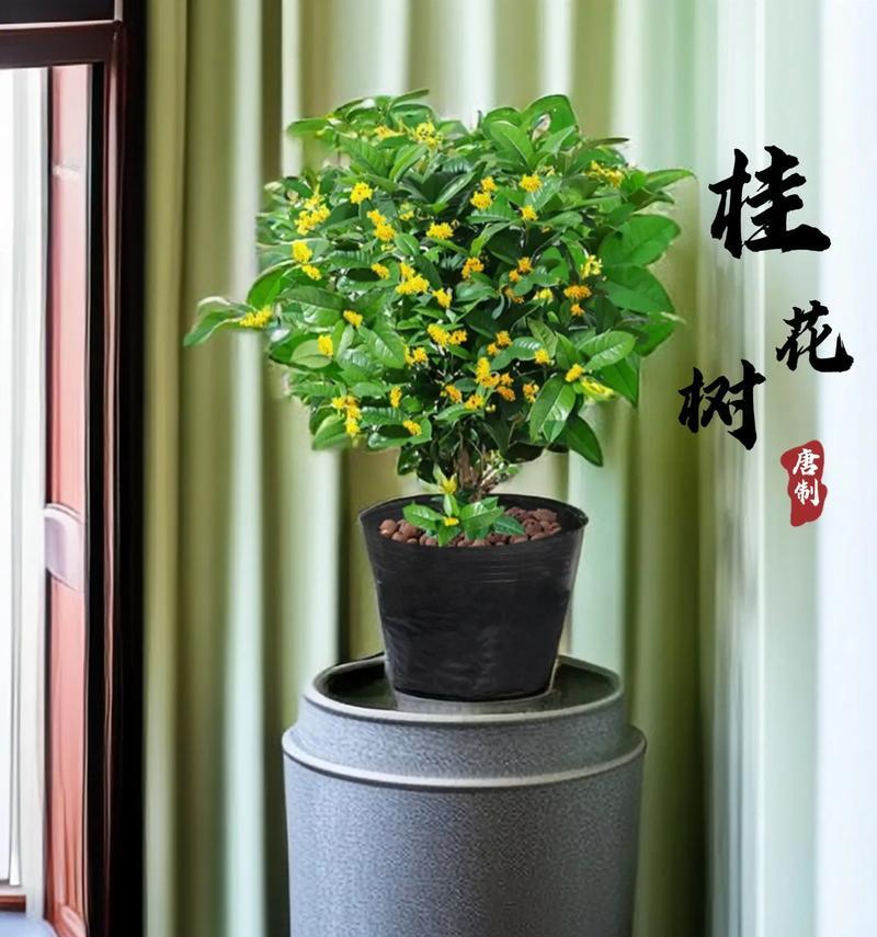 北方室内盆景绿植养护要点是什么？