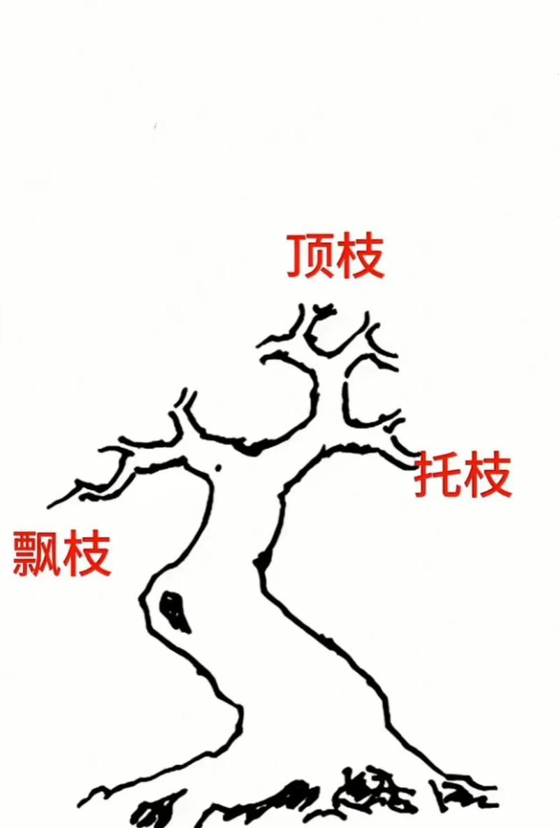 盆景选择顶枝植物的标准是什么？