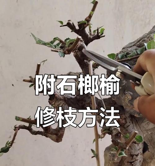 盆景选择顶枝植物的标准是什么？
