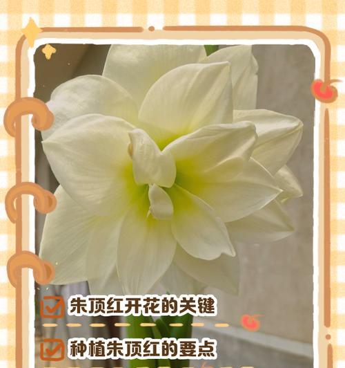 朱顶红开花后施肥的正确方法是什么？