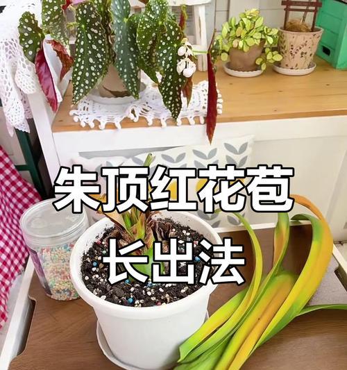 朱顶红开花后施肥的正确方法是什么？