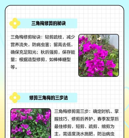 三角梅修剪多余叶子的正确方法是什么？