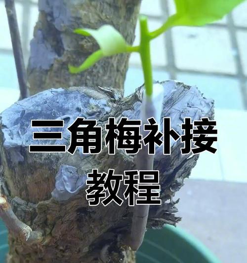 提根三角梅的养护技巧有哪些？