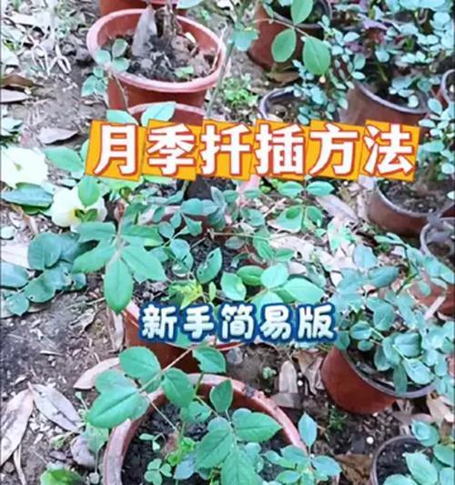 月季扦插生根剂？正确使用方法是什么？