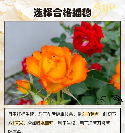 月季扦插生根剂？正确使用方法是什么？