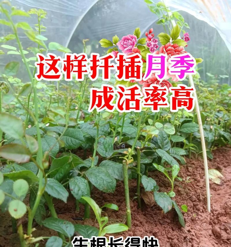 月季扦插生根剂？正确使用方法是什么？
