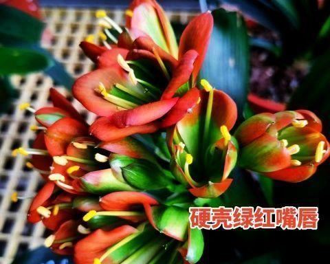 君子兰出现硬壳是什么原因？