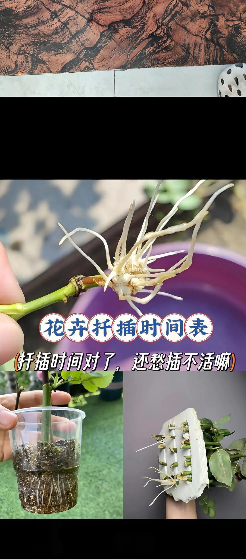 天竺葵兽系怎么扦插？扦插的方法是什么？
