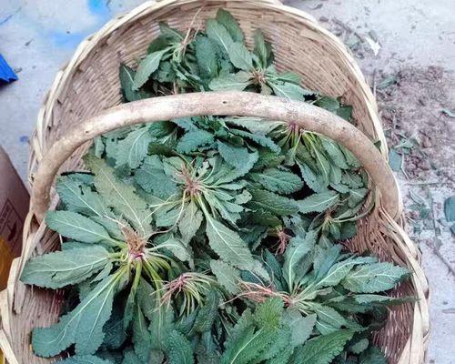 癞蛤蟆种子草播种的最佳时间是什么时候？