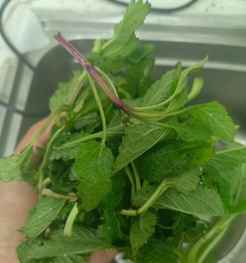 癞蛤蟆种子草播种的最佳时间是什么时候？