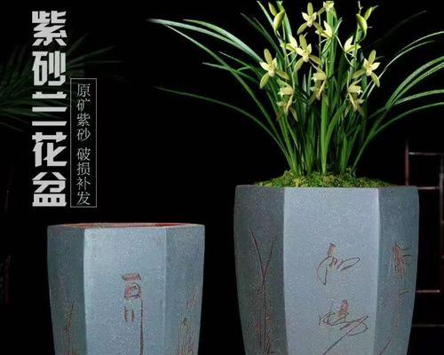 君子兰在紫砂盆方盆中的养护要点是什么？