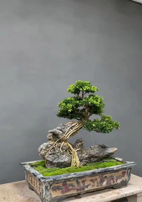 蛇豆浇水的正确方法是什么？