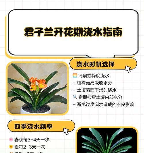 蓝叶毛兰君子兰养护方法是什么？