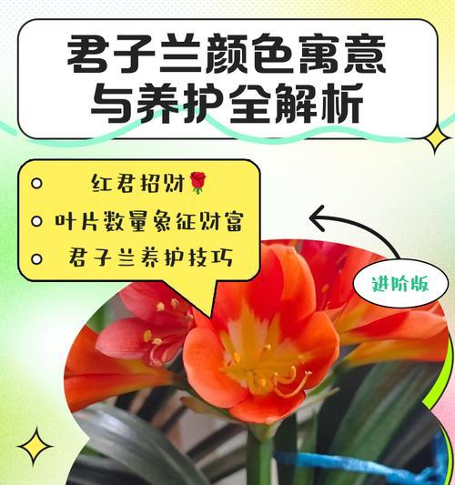 蓝叶毛兰君子兰养护方法是什么？