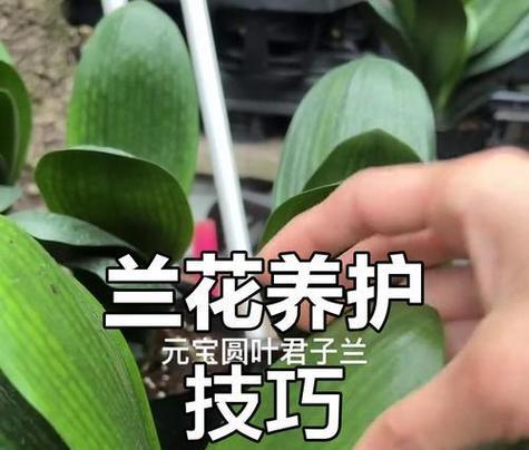 蓝叶毛兰君子兰养护方法是什么？