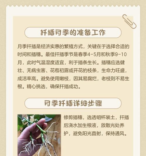 月季种子采摘后怎么储存？正确的保存方法是什么？