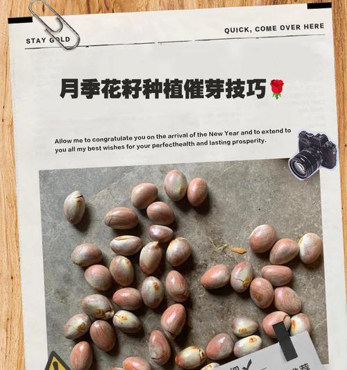 月季种子采摘后怎么储存？正确的保存方法是什么？