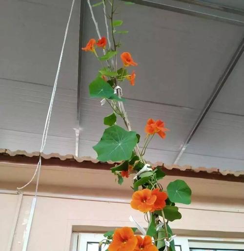 阳台种植盆种什么花好看？有哪些推荐？