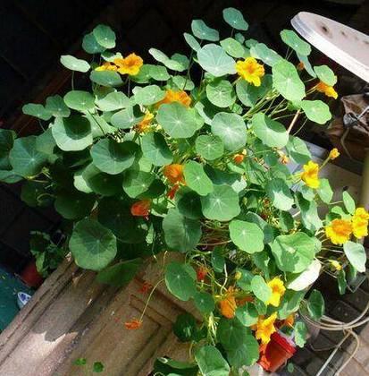 阳台种植盆种什么花好看？有哪些推荐？