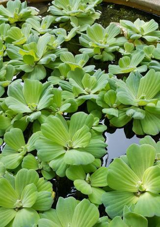 海南适合种植哪些水生观赏植物？水生植物的养护要点是什么？