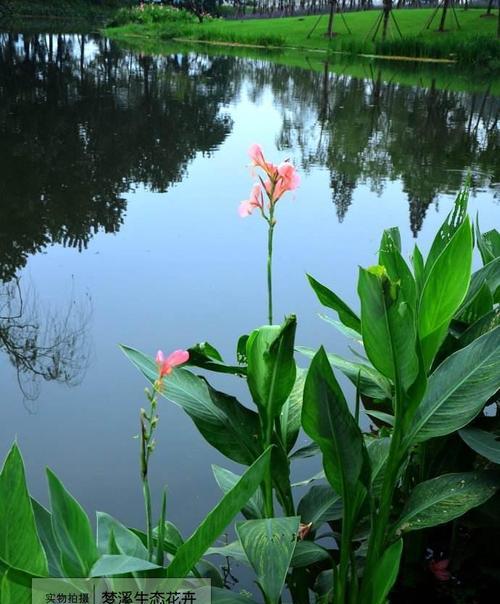 海南适合种植哪些水生观赏植物？水生植物的养护要点是什么？
