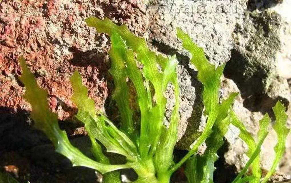 海南适合种植哪些水生观赏植物？水生植物的养护要点是什么？