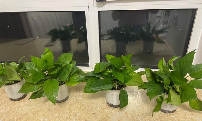 使用生根粉后叶子发黄的解决方法是什么？