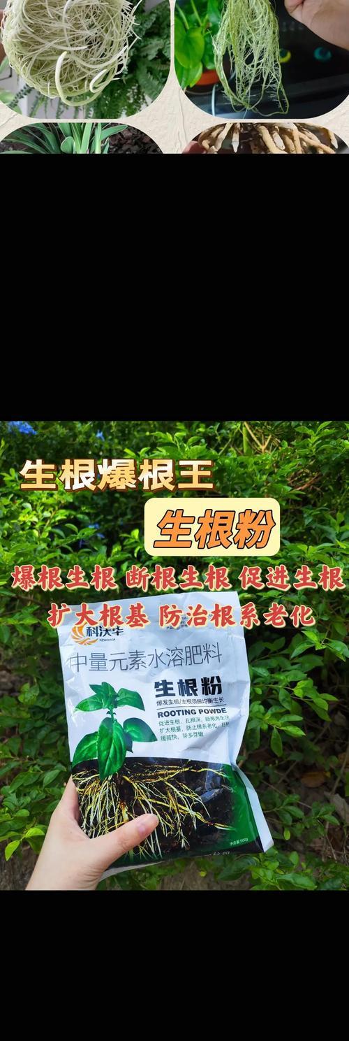 使用生根粉后叶子发黄的解决方法是什么？