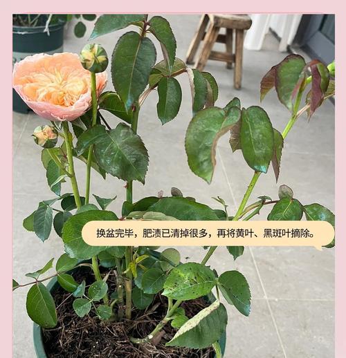 月季从小盆移植到大盆的步骤是什么？