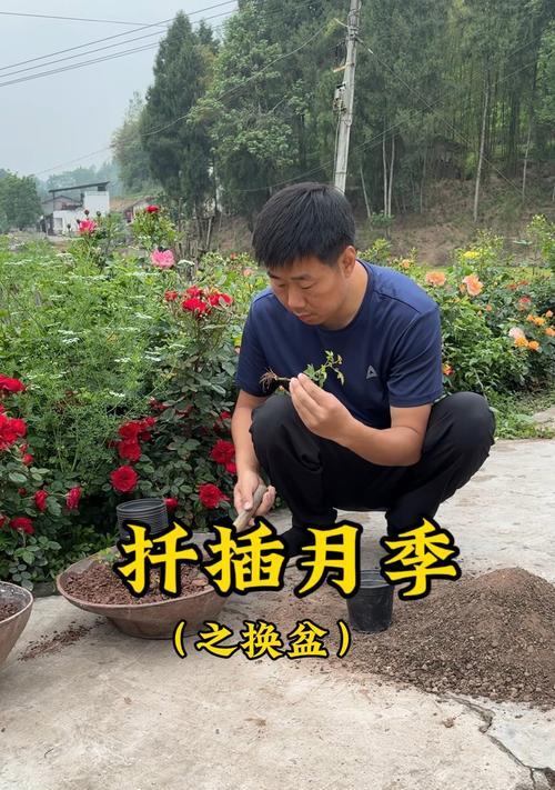 月季从小盆移植到大盆的步骤是什么？