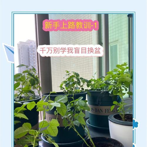 月季从小盆移植到大盆的步骤是什么？