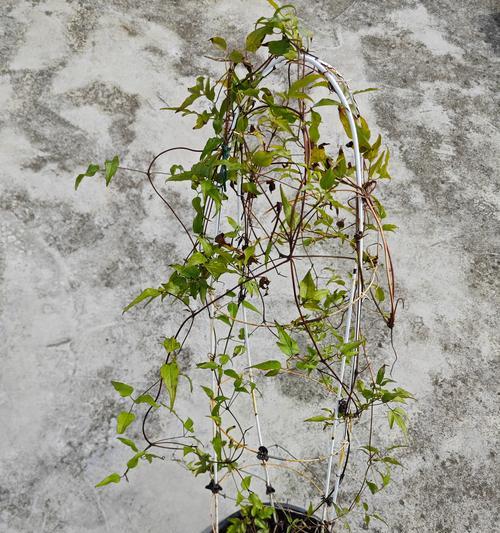铁线莲枝条断裂后如何正确栽种？
