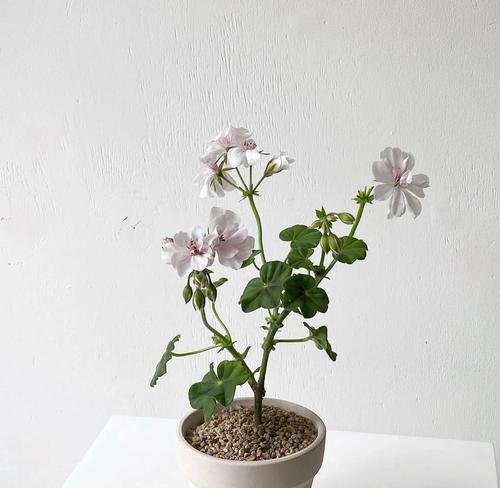 如何正确养护有藤的天竺葵？