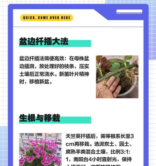 如何正确养护有藤的天竺葵？