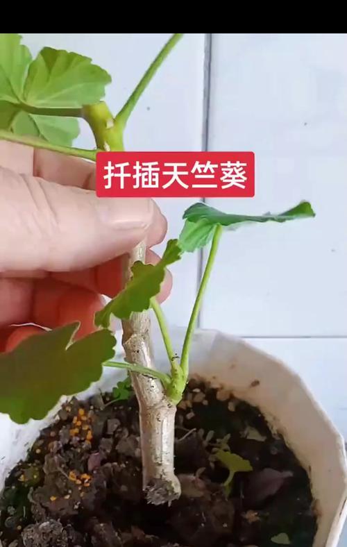 如何正确养护有藤的天竺葵？