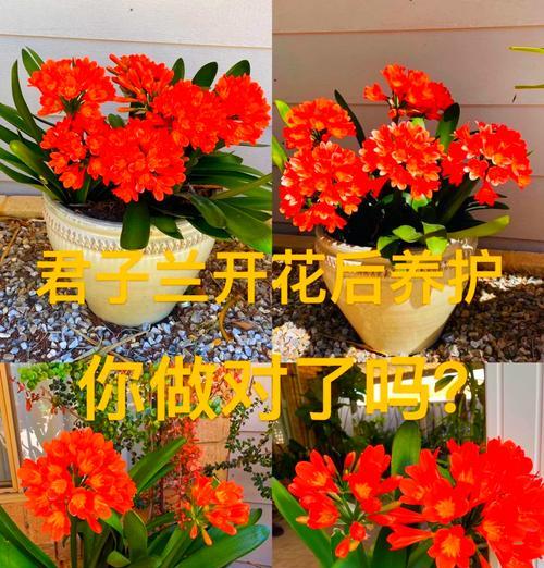 室内开花君子兰的养护方法是什么？