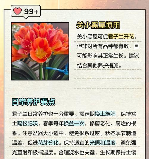 室内开花君子兰的养护方法是什么？