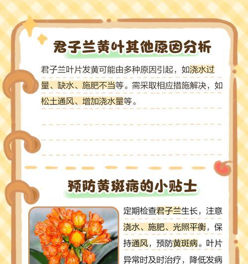 君子兰掉花叶子发黄怎么办？如何防止君子兰叶子发黄？