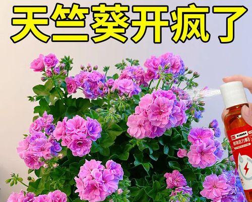 天竺葵不开花的原因及解决措施是什么？