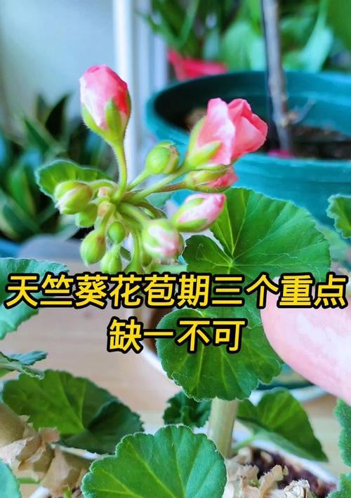 天竺葵不开花的原因及解决措施是什么？