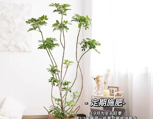 淮扬树盆景的养护秘诀有哪些？