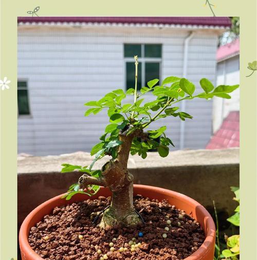 淮扬树盆景的养护秘诀有哪些？