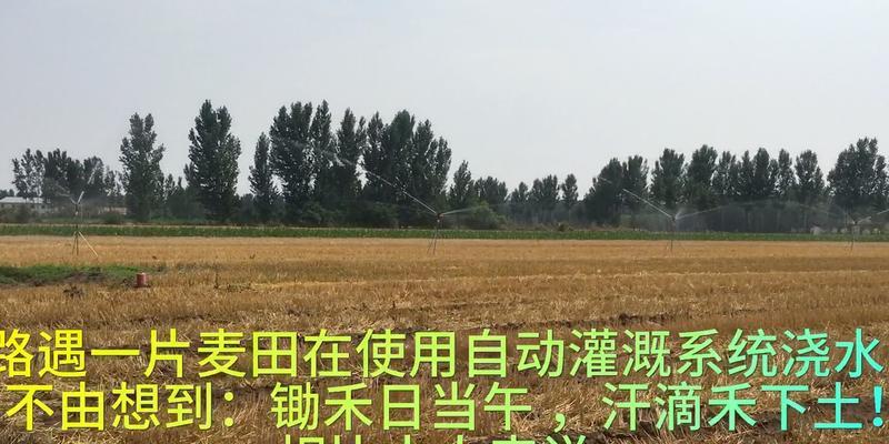 麦田浇水的最佳方法和注意事项有哪些？