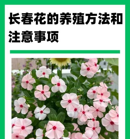 室内植物栽培技术要点是什么？有哪些注意事项？