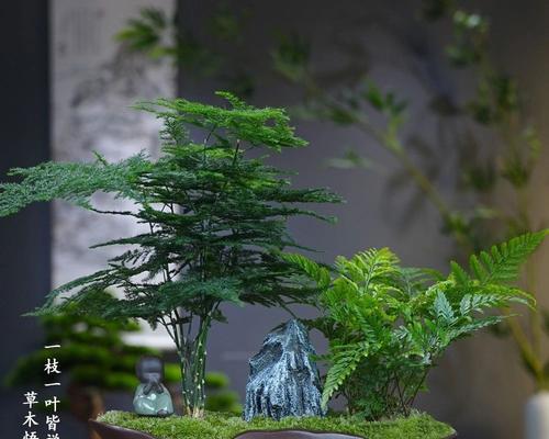 室内植物栽培技术要点是什么？有哪些注意事项？