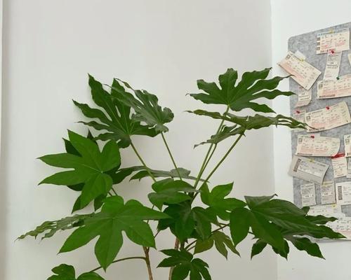 室内植物栽培技术要点是什么？有哪些注意事项？
