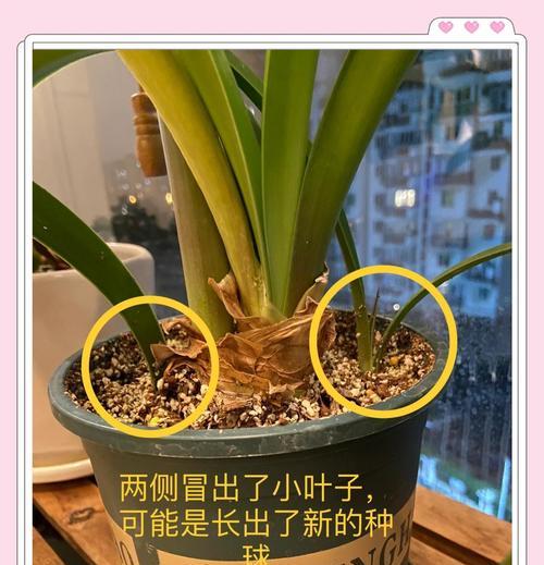 朱顶红开花期需要补充哪些肥料？